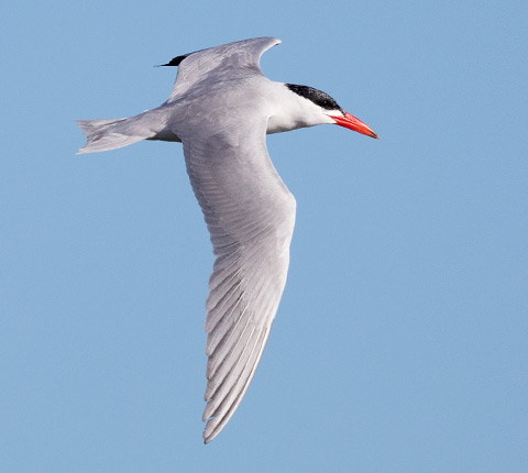 Caspian Tern in flight